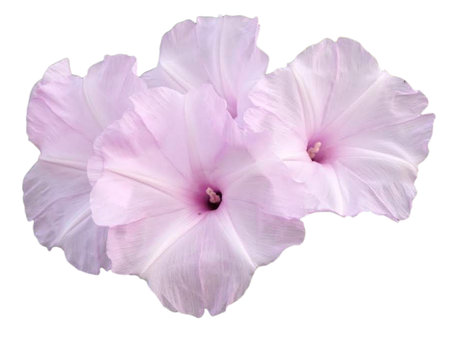 beautiful morning glory flowers isolated on white background