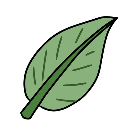 leaf cartoon on white backgroundの写真素材