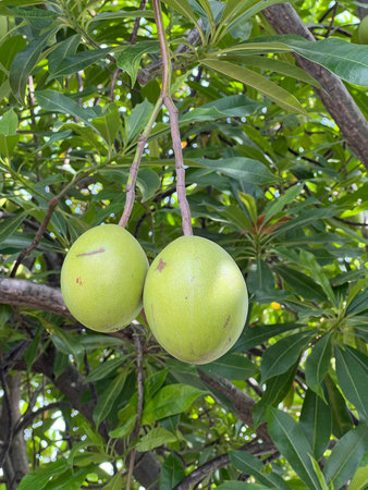 green fruit on tree branches, close up