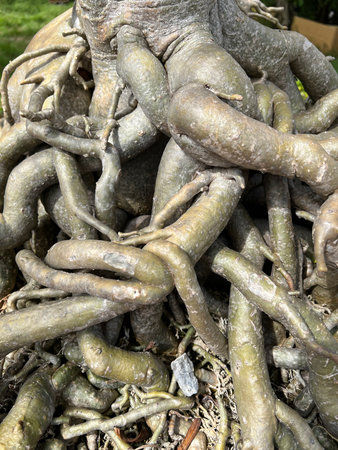 roots of a treeの写真素材