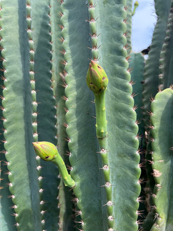 cactus in the garden
