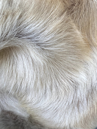 a close up view of the dog 's hair