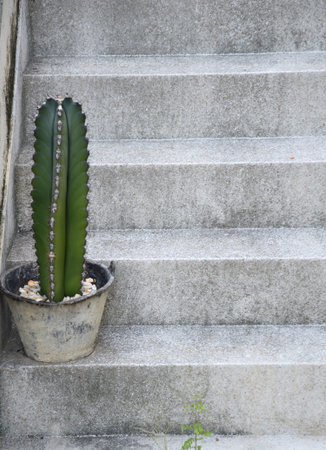 old green stairs with white wall and plant potの素材