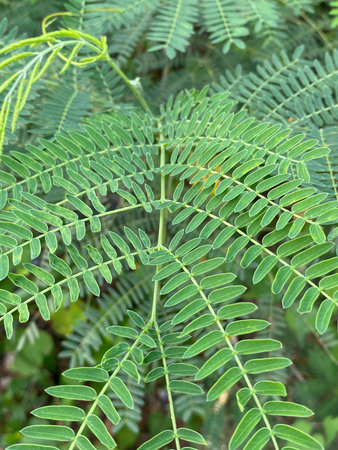 green leaves of a acacia tree