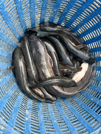 fresh fishes in the market