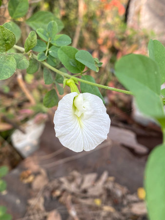 beautiful flower, nature flora, white butterfly pea flower in nature gardenの写真素材