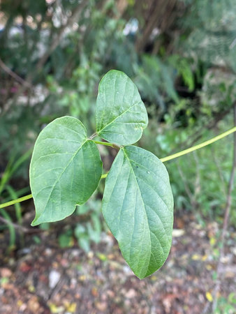 green ivy leaves in the garden