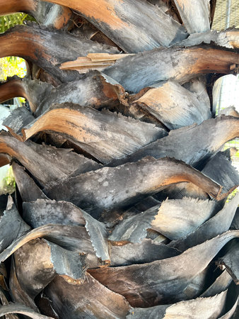 close up of palm bark background
