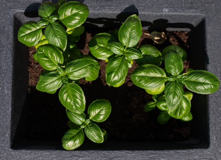 fresh basil herb grown at home