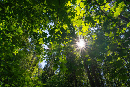 Low angle view of tree crowns in the forest. Wideの写真素材