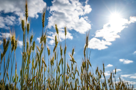 Field of ripe wheat sun and blue skyの写真素材