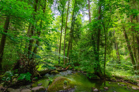 Relaxation landscape panorama of river and forest in Lithuania, neries regioninis park. Mental...