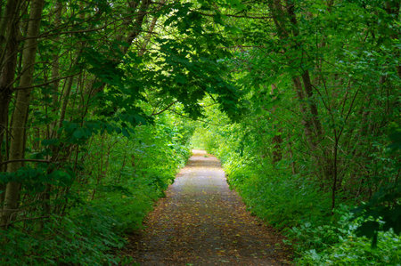 Tranquil Forest Walking Path Serene Nature. Relax, Hiking, Cycling, Walking Alone