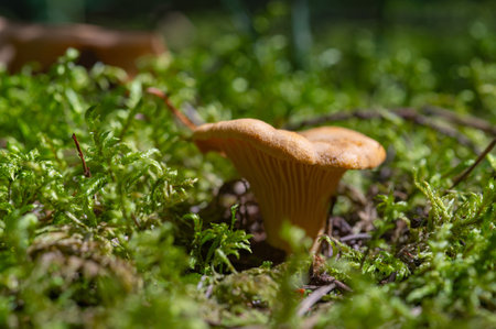 Chanterelle Mushroom in Forest Cantharellus Cibarius. Relax, Walking, Hiking, Nature Food
