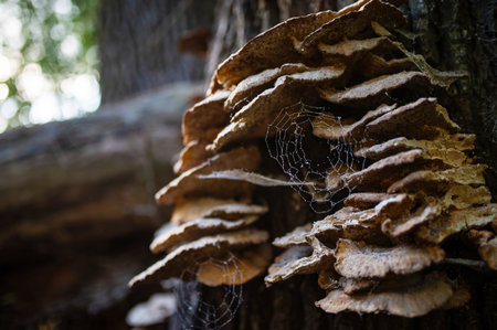 Mushrooms or Fungus on a Tree with Spider Web. National Mushroom Day. Estonia 2024の写真素材