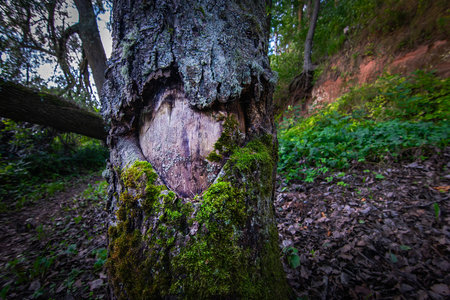 Loving Nature. Moss-Grown Heart on a Tree Bark. Symbol of True Love. Postcard idea. World...