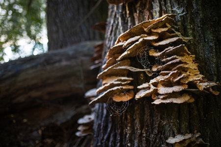 Mushrooms or Fungus on a Tree with Spider Web. National Mushroom Day. Estonia 2024の写真素材