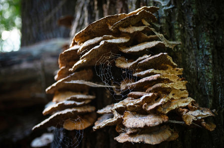 Mushrooms or Fungus on a Tree with Spider Web. National Mushroom Day. Estonia 2024の写真素材