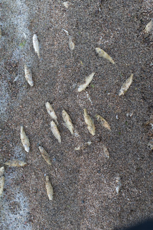 lot of dead fish on the shore. Estonia, Baltics. 2024の写真素材