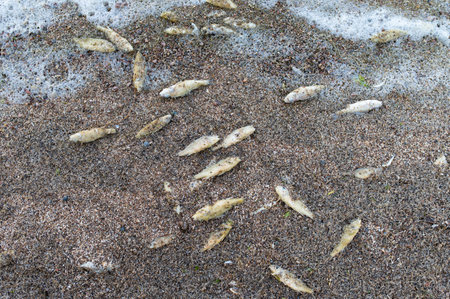 lot of dead fish on the shore. Estonia, Baltics. 2024の写真素材