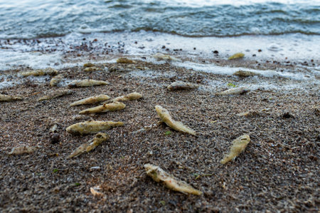 lot of dead fish on the shore. Estonia, Baltics. 2024の写真素材