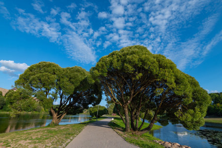 Bright landscape with large trees growing in green field against blue sky with river in background.の写真素材