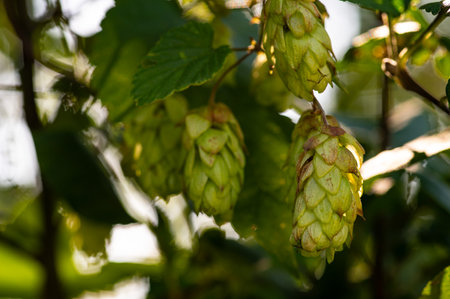 Fresh green hops branch. Hop cones with leaf. Organic Hop Flowers at sunset, close-up. Ripe hop...