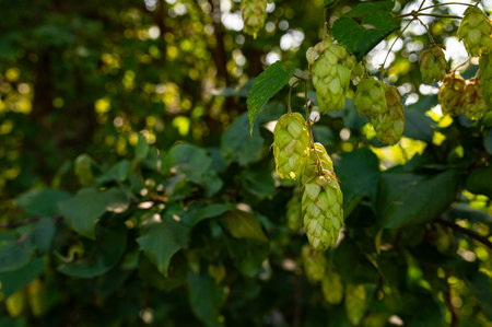 Fresh green hops branch. Hop cones with leaf. Organic Hop Flowers at sunset, close-up. Ripe hop cones for herbal natural medicine, selective focus. Blur background. Oktoberfest 2024の写真素材