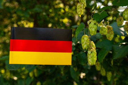 Green fresh Hop blossoms and leaves growing in hop yard. Hop field landscape in sunny bokeh. Green fresh Hops plant growing in Bavaria Countryside Germany. 2024の写真素材