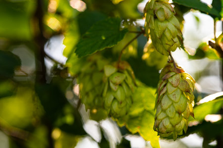 Fresh green hops branch. Hop cones with leaf. Organic Hop Flowers at sunset, close-up. Ripe hop cones for herbal natural medicine, selective focus. Blur background. Oktoberfest 2024の写真素材