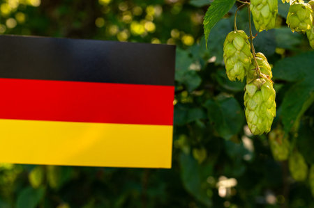 Green fresh Hop blossoms and leaves growing in hop yard. Hop field landscape in sunny bokeh. Green fresh Hops plant growing in Bavaria Countryside Germany. 2024の写真素材