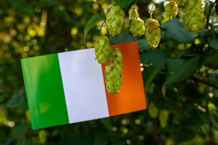 Irish hops. Brewing beer ingredientの写真素材