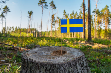 Ecological disaster, deforestation in Vasterbotten and Jamtland. Felled pine trees.の写真素材