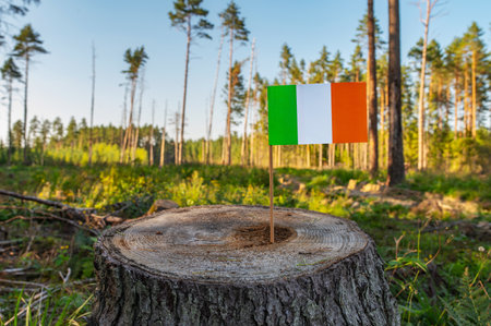 Ireland Deforestation. Ecological disaster, deforestation in Cork and Wicklow. Felled pine trees. 2024の写真素材