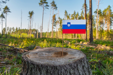 Slovenia Deforestation. Ecological disaster, deforestation in Gorenjska and jugovzhodna Slovenija. Felled pine trees.の写真素材