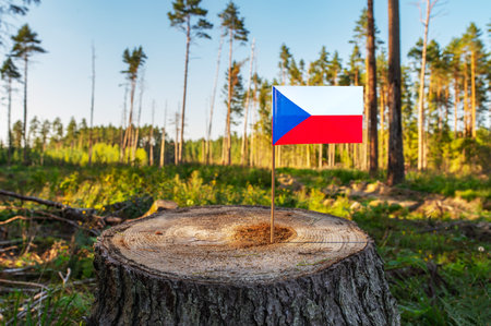 Czech Republic Deforestation. Ecological disaster, deforestation in Kraj Vysocina and Jihocesky. Felled pine trees. 2024の写真素材