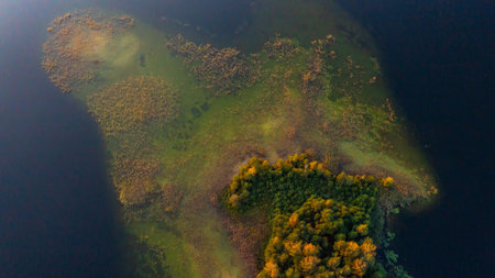 Autumn swamp of colorful leaves top shot. Drone shot aerial view top angle bright sunny day bird...