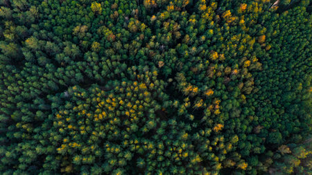 Aerial view of beautiful colorful autumn forest in low clouds at sunrise. Top view of orange and...