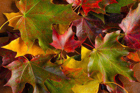 Foliage in the park. Autumn fall leaves of maple trees. Autumn fall leaves in sunlight. Natural...