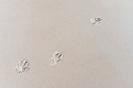 the dogs paw prints 20