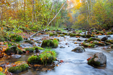 Autumnal equinox. International Day of Action for Rivers. Autumn river in autumn forest. River in the autumn forest. Autumn forest river. 2の写真素材