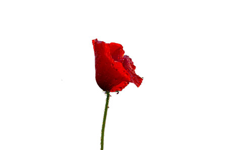 Remembrance Day, World War, Remembrance Sunday. Beautiful poppy flowers isolated on white background. Space for textの写真素材