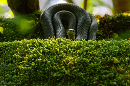 Chinese New Year. A snake in the grass 2025 year snake year. New year 20