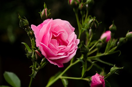 Pink colorful rose in the garden nature