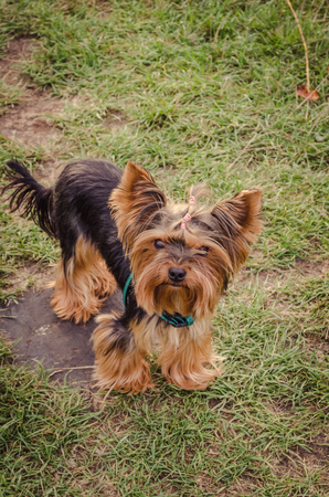 Yorkshire terrier looking at the camera. York in the nature.の写真素材