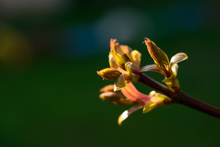 Green tree sprout growing in april on spring. Gold buds under evening sun. Youth, life, health and nature conservation concept.の写真素材