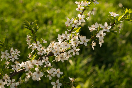 Blossoming stem of a fruit tree in the garden. White blossom on green background. Many spring flowers on branch of apple or aliche tree.の写真素材