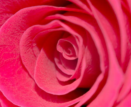 Macro shot of a red rose. Flower of beauty and love. Tender petals of human feelings. Greeting card concept.の写真素材