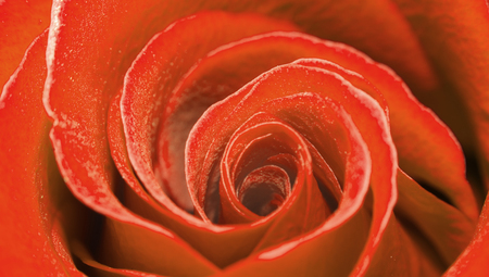 Macro shot of a red rose. Flower of beauty and love. Tender petals of human feelings. Greeting card concept.の写真素材