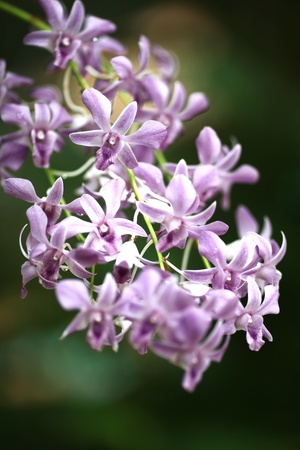 Beautiful orchidの写真素材